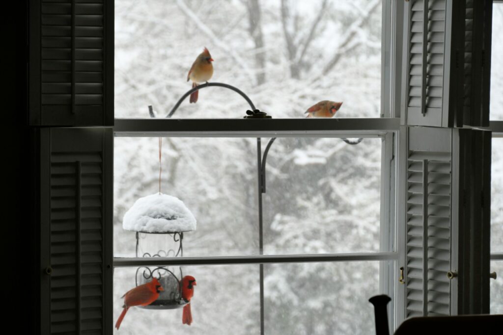 Window facing a harsh winter with red birds eating from the bird feeder